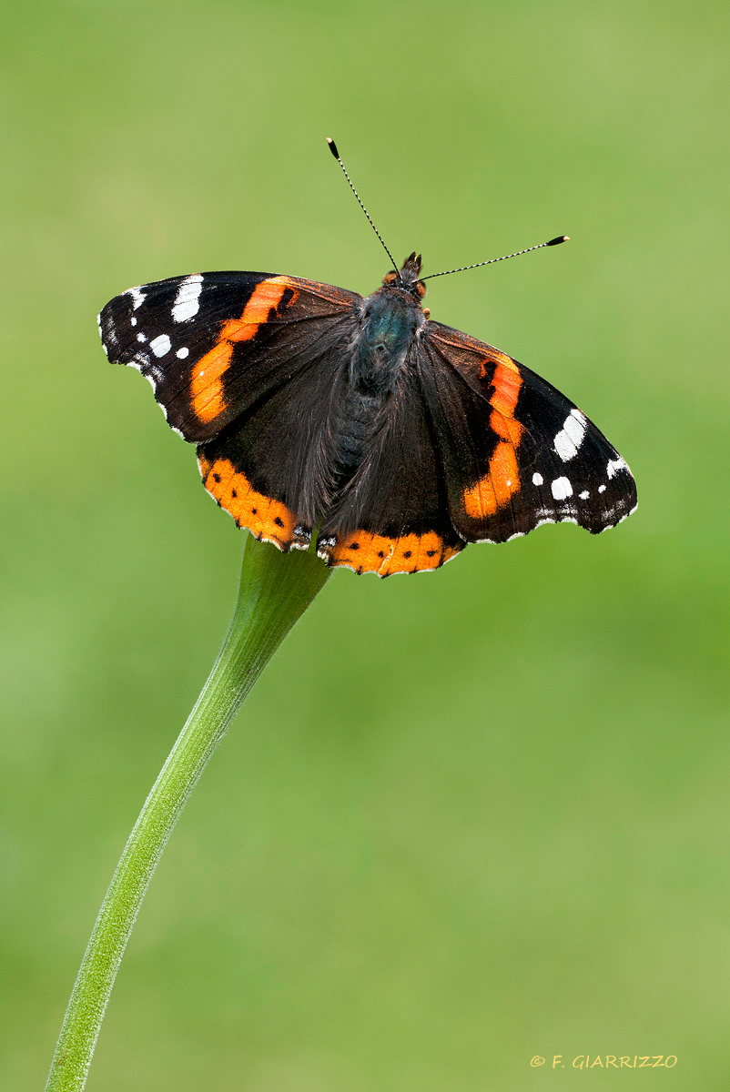 A butterflower