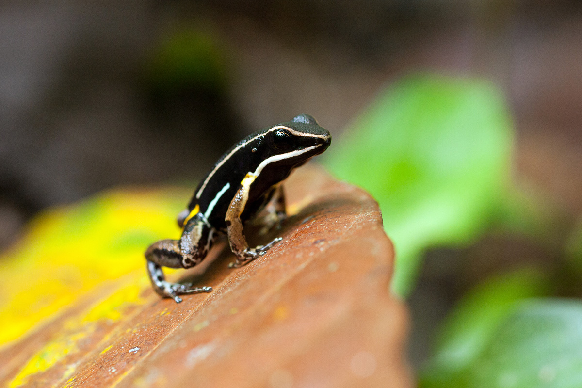 Allobates femoralis 