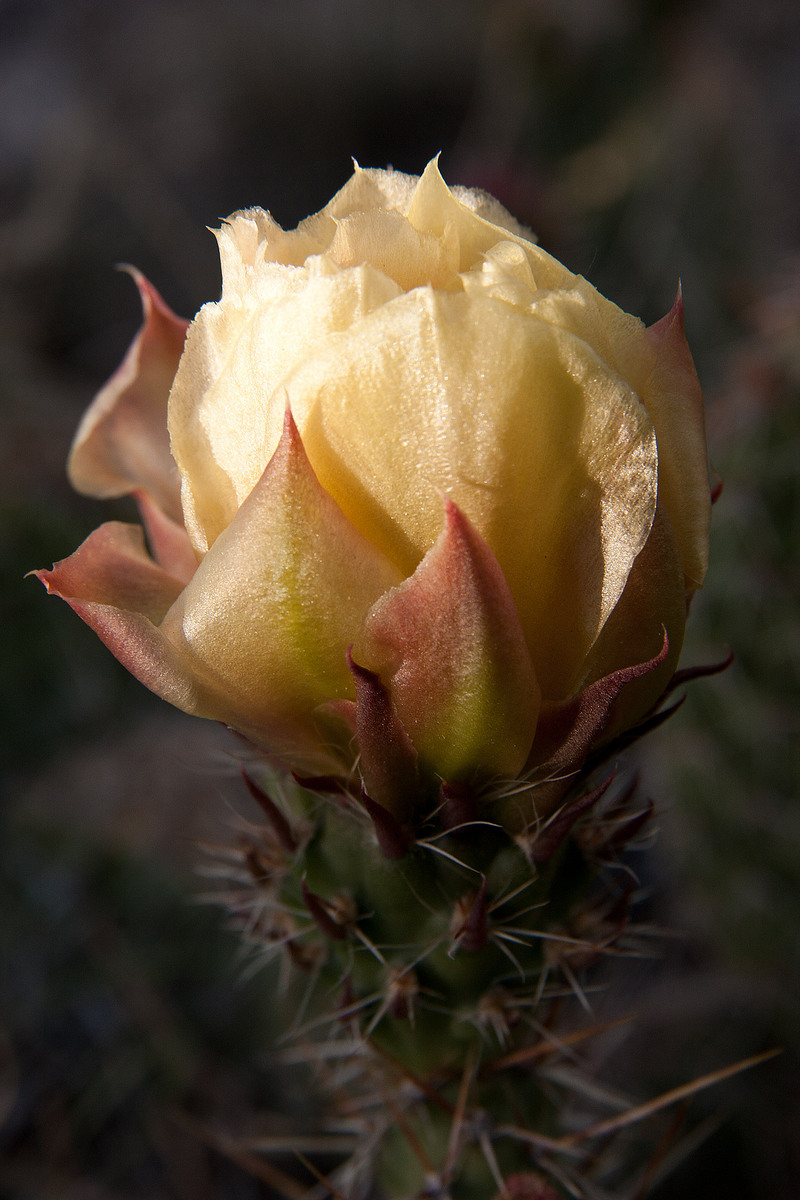 Prickly Pear