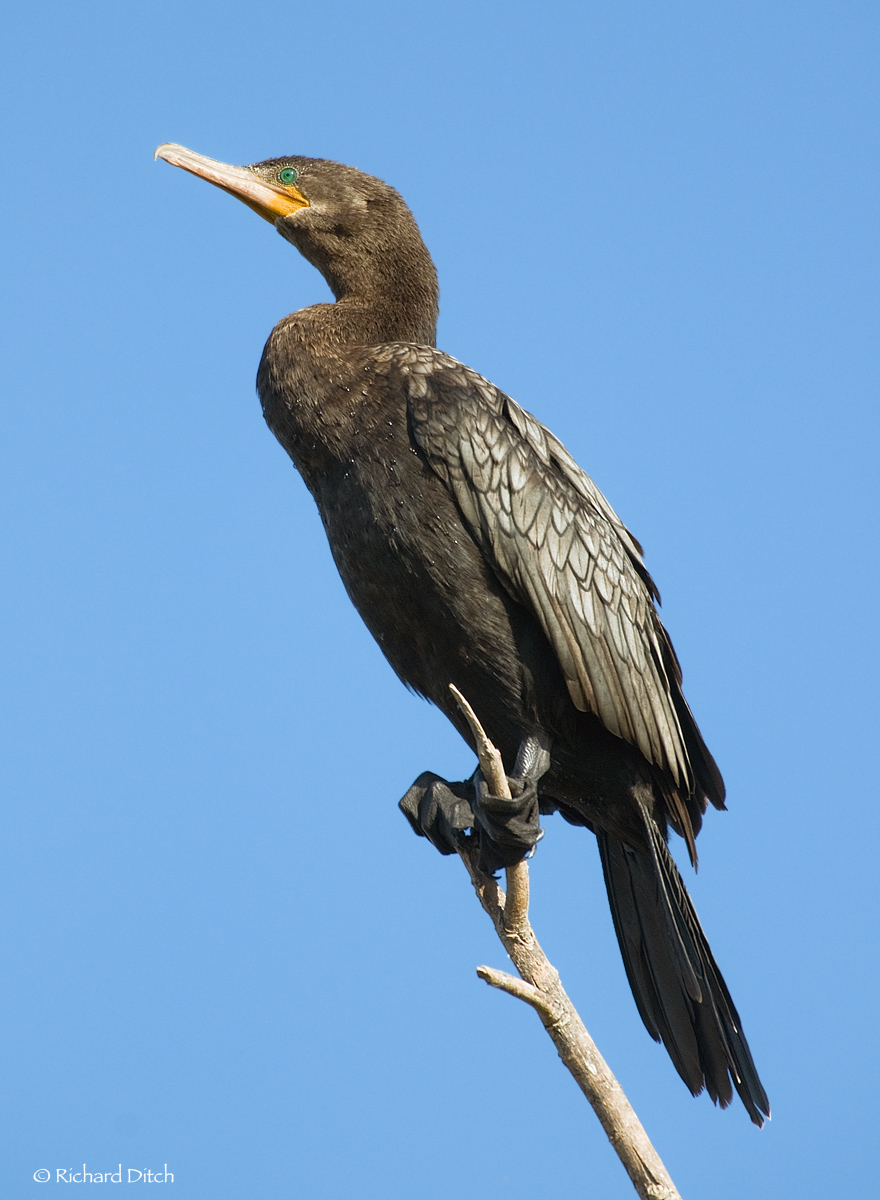 Neotropic Cormorant
