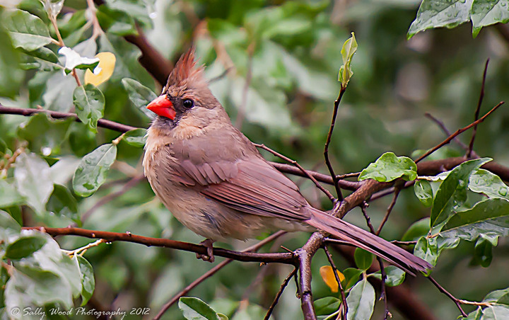 Cardinal + repost