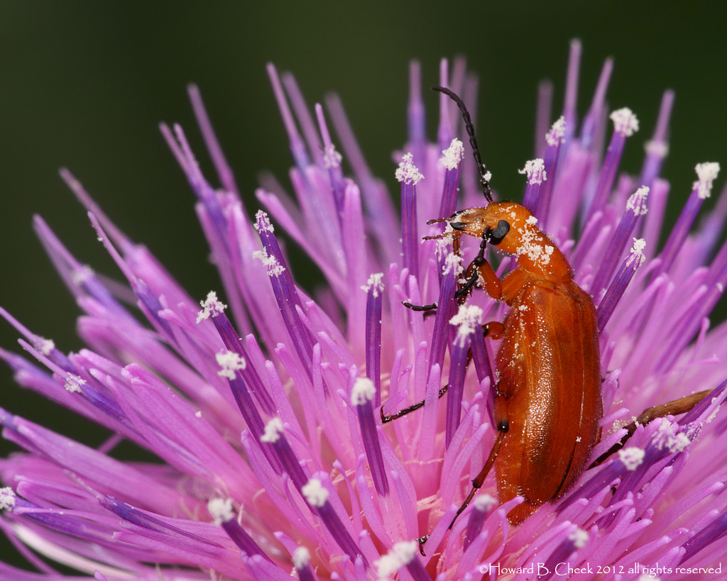 I Luv Pollen!