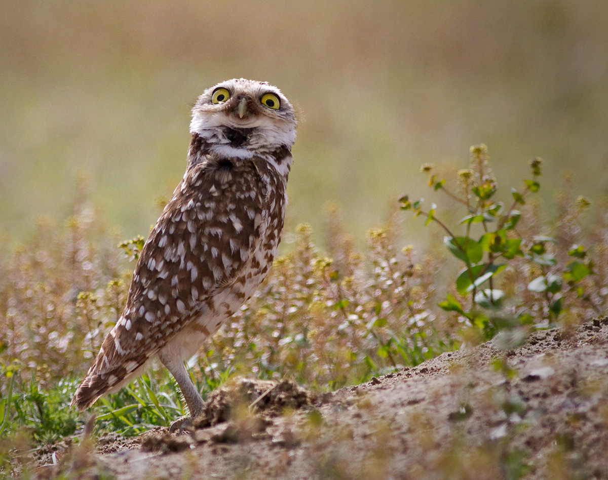 Burrowing Owl