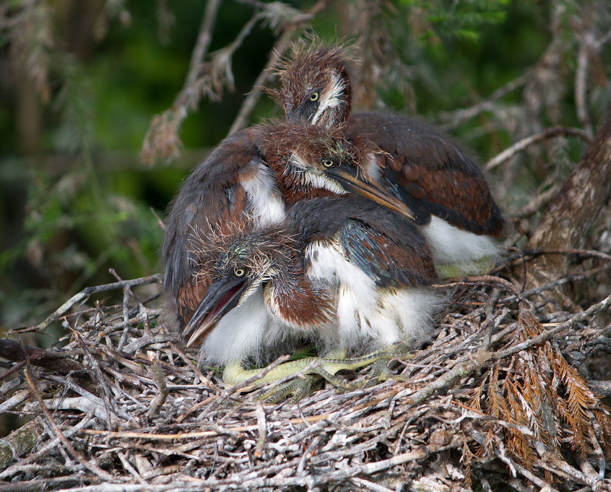 Tricolored Herons