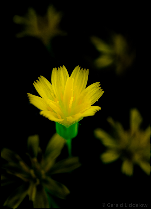 Yellow wildflower