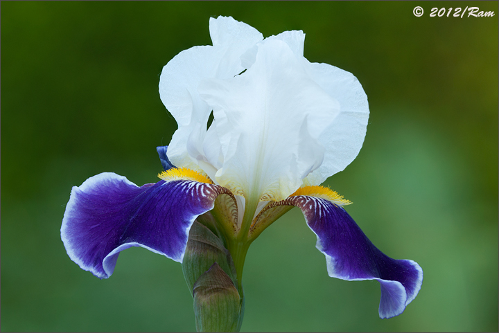 Iris