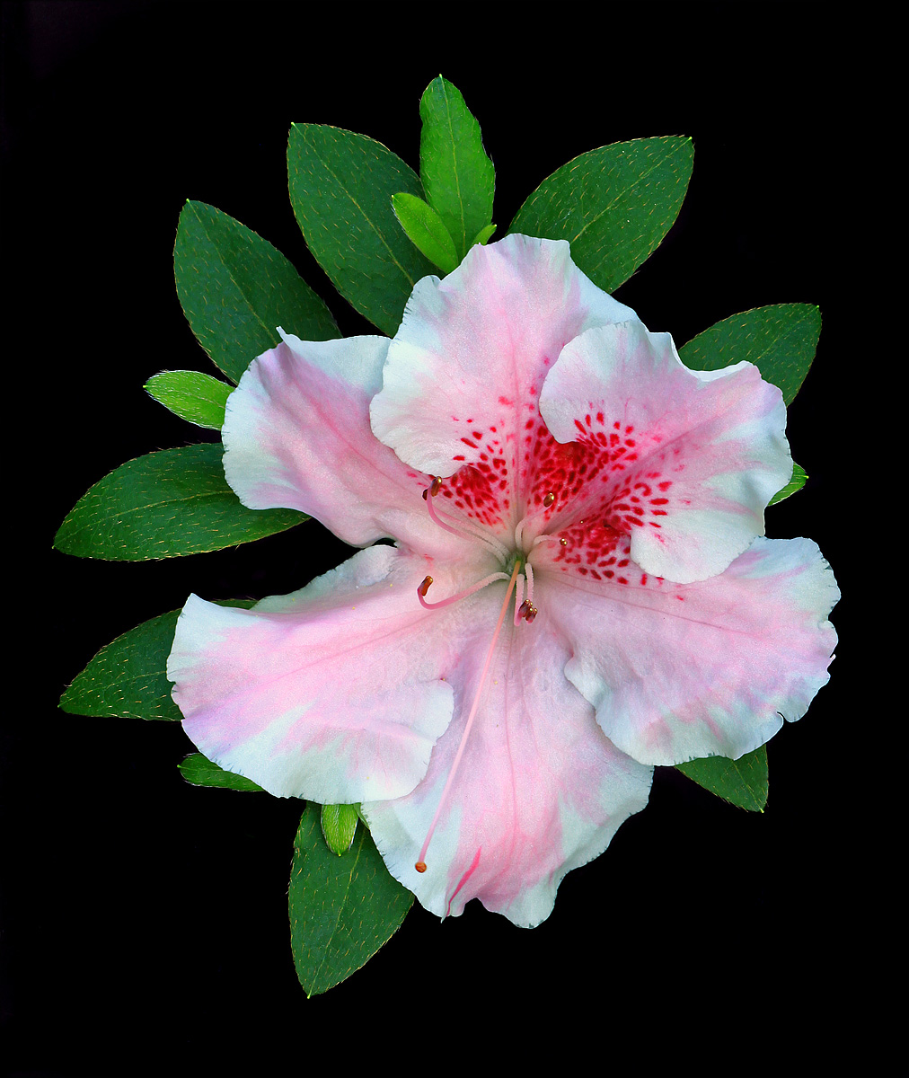 Portrait of an Azalea