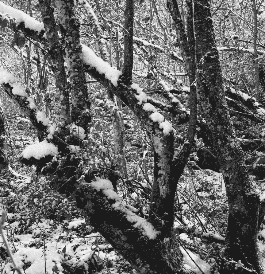 Tree Branches, Engelberg
