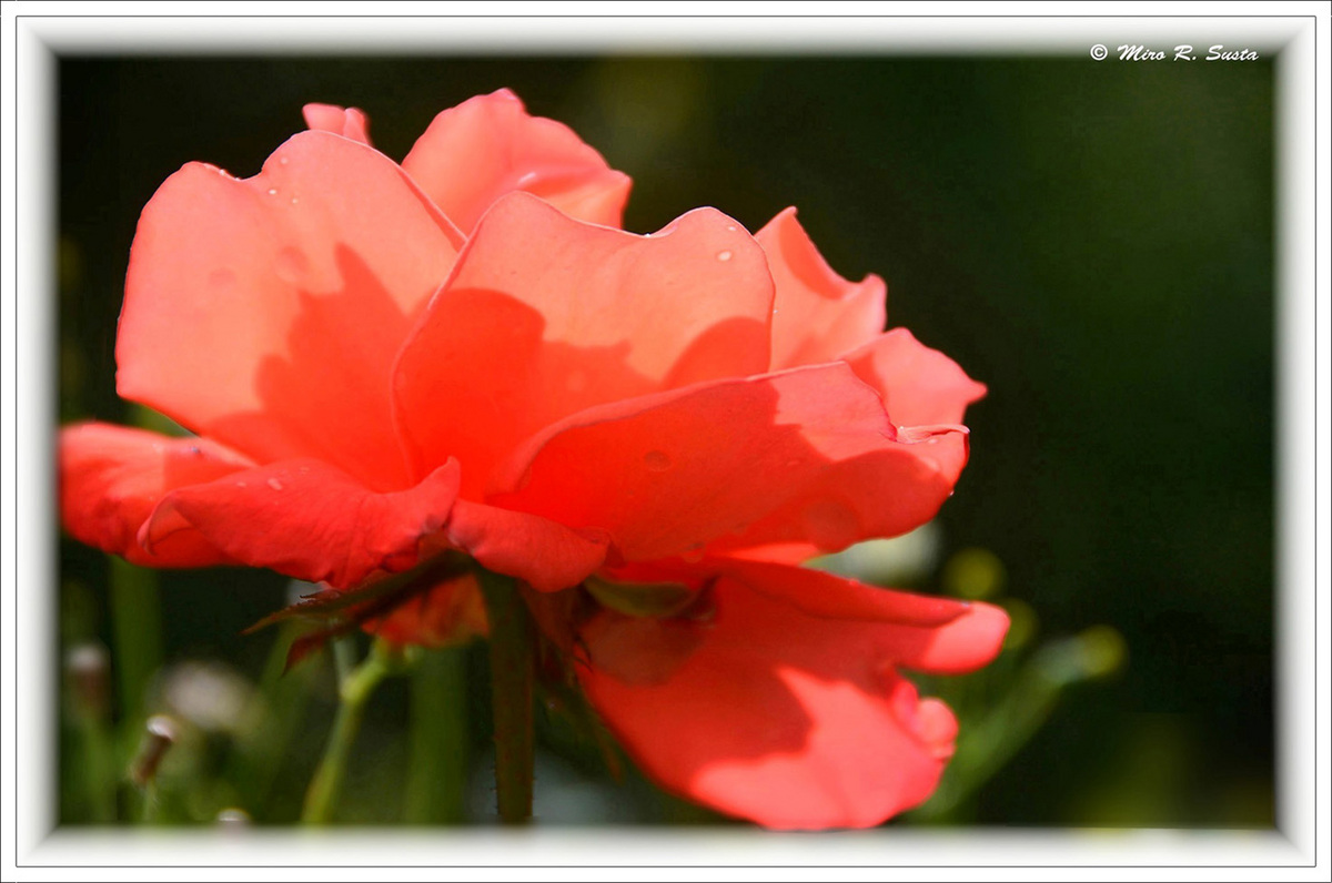 Red Rose