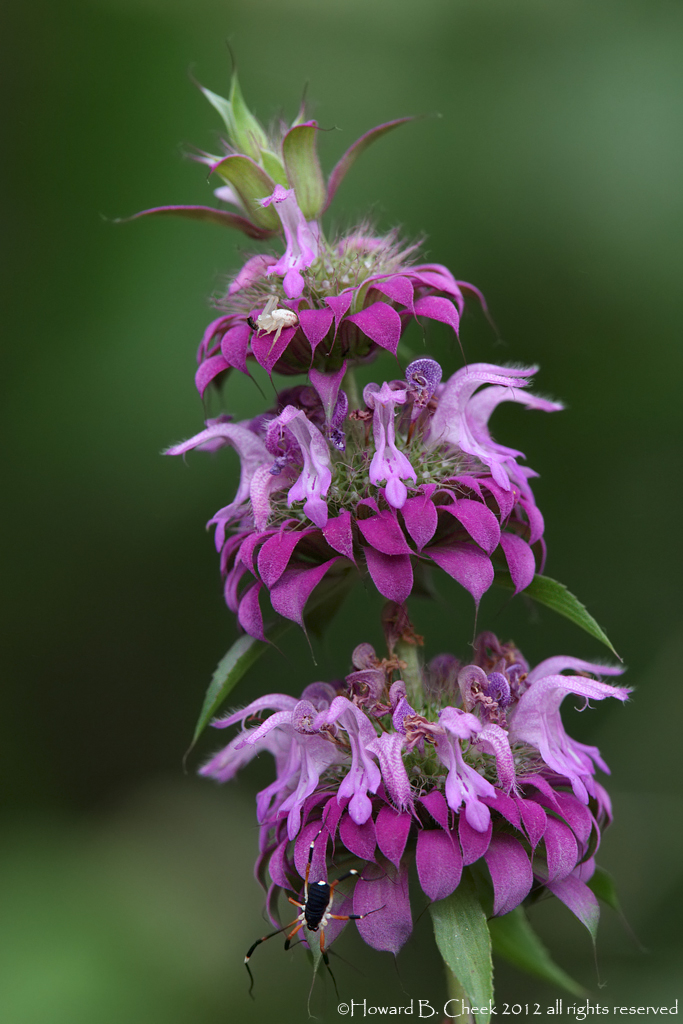 Horsemint Host