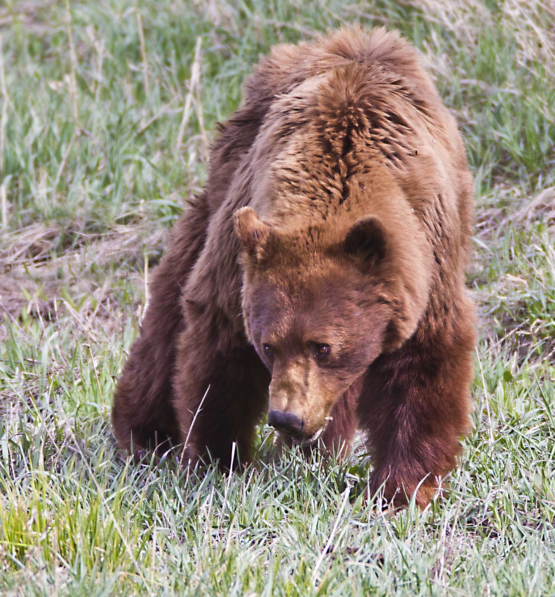 Spring Bear