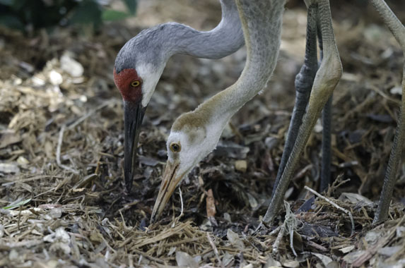 Feeding Time