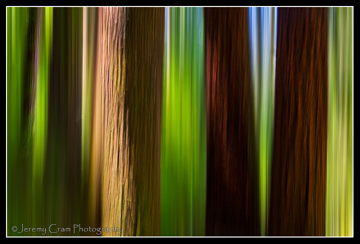 Painted Trees...