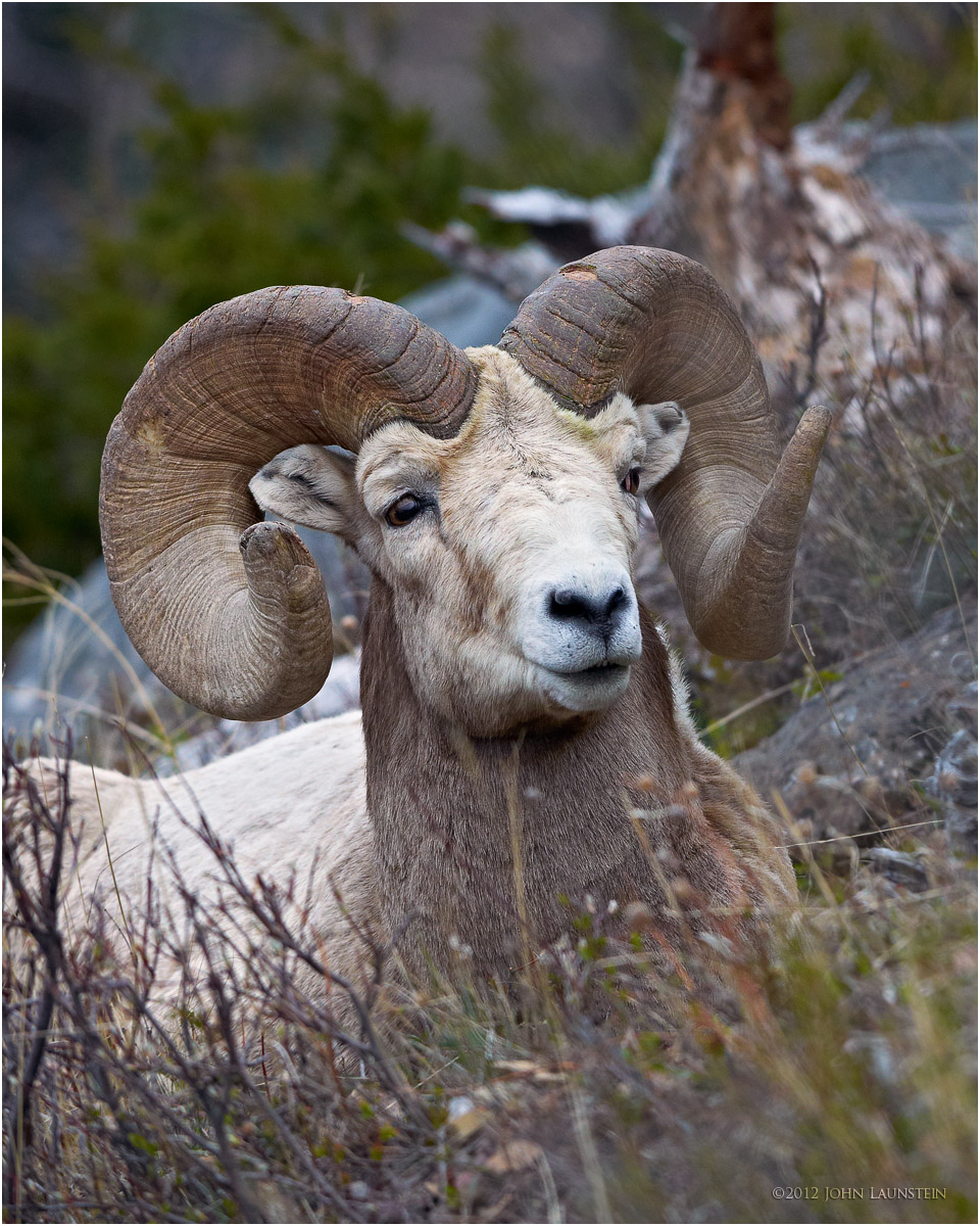 Bighorn Ram at Alert