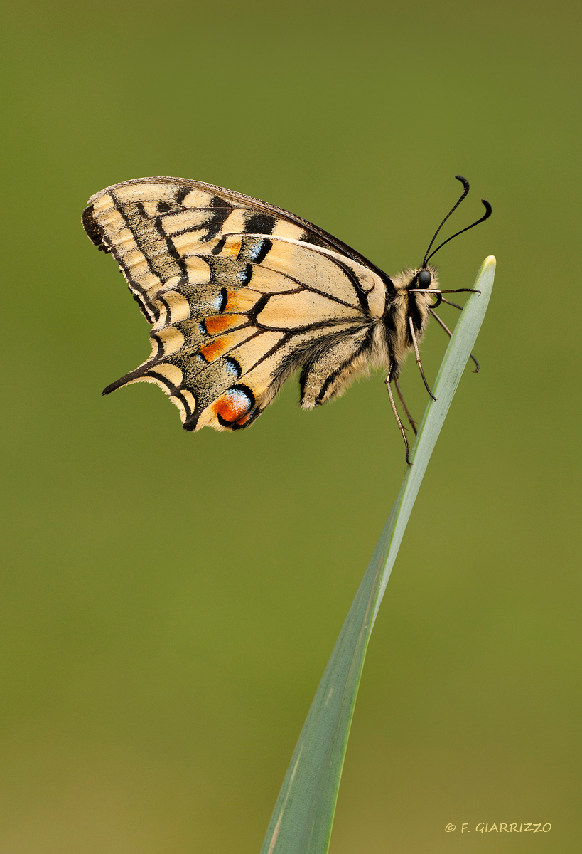 Common swallowtail