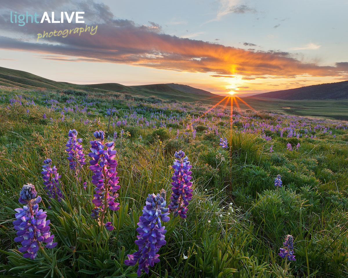 Lupine Sunset