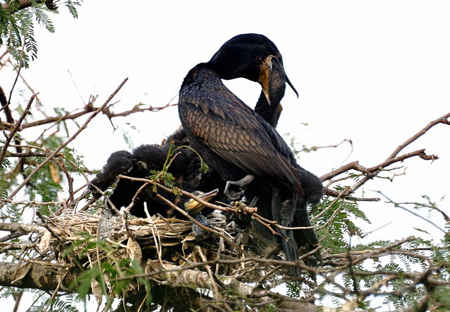 Cormorant feeding 