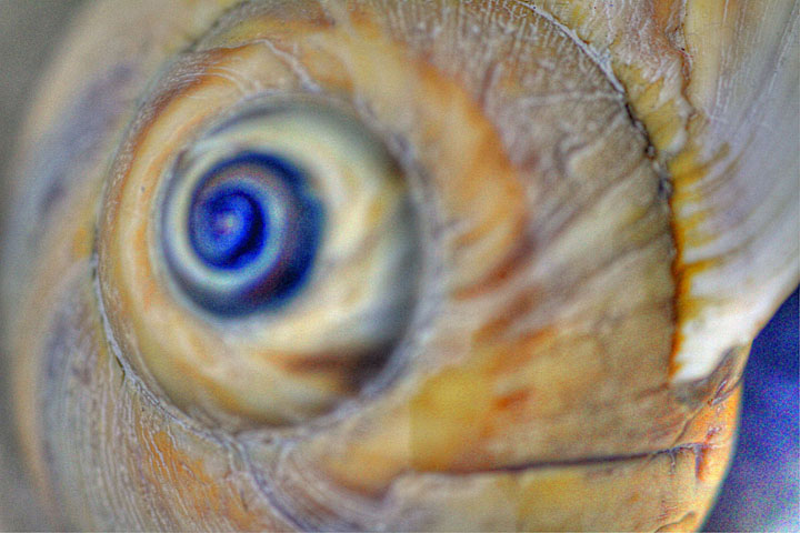 Ocean shell