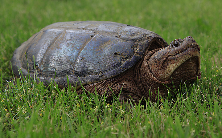 Loggerhead !