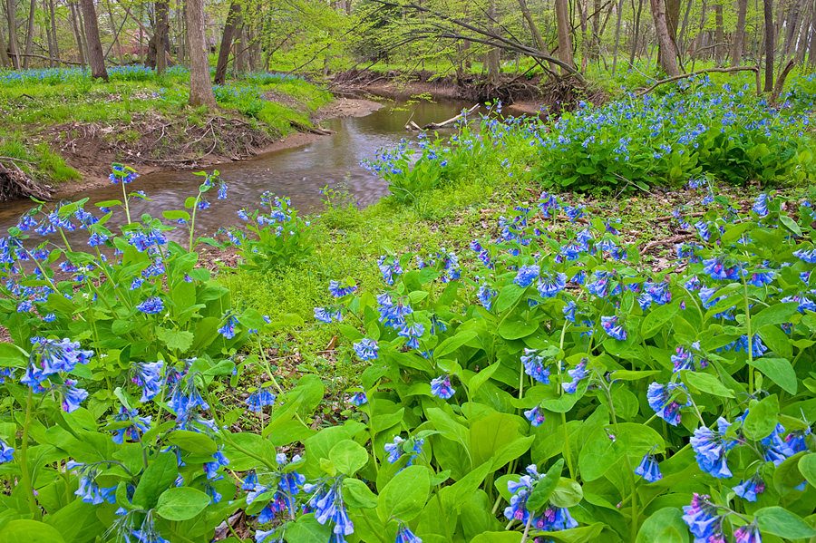  Bluebells Curtain Call + Co.