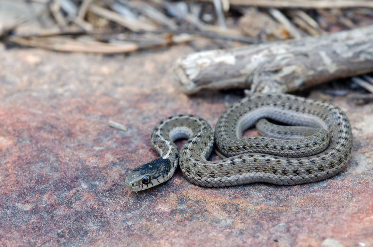 Terrstrial Gartersnake