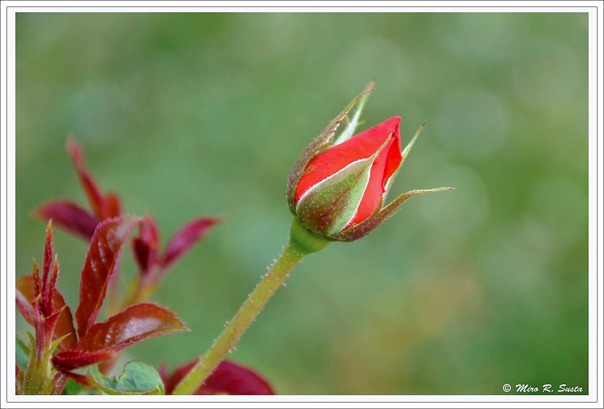 Spring Rose