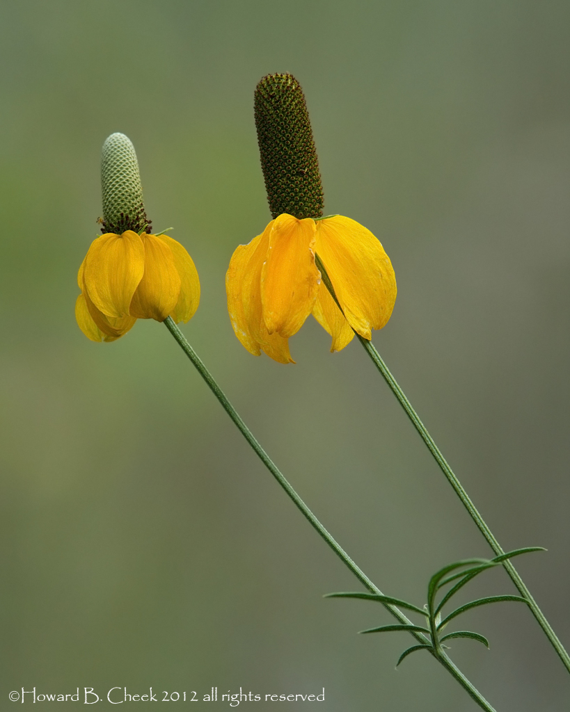 Two Hats