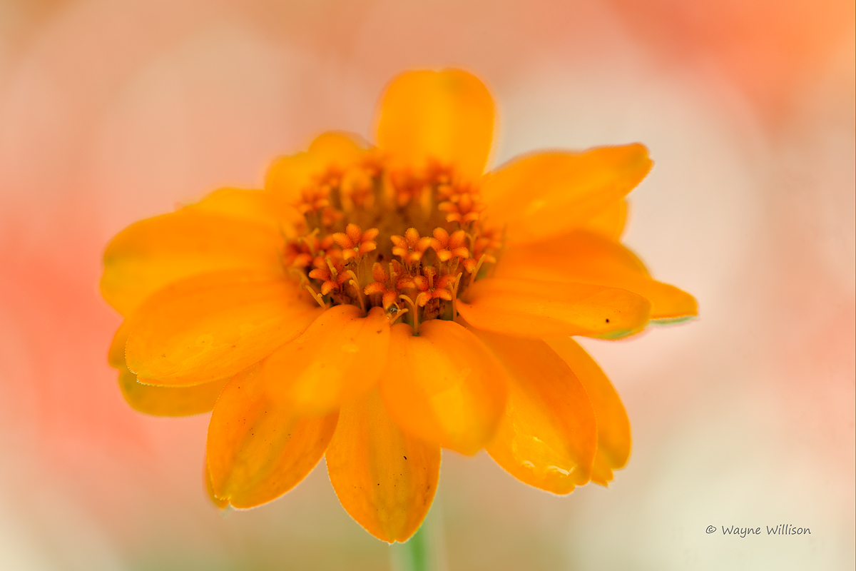 Zinnia