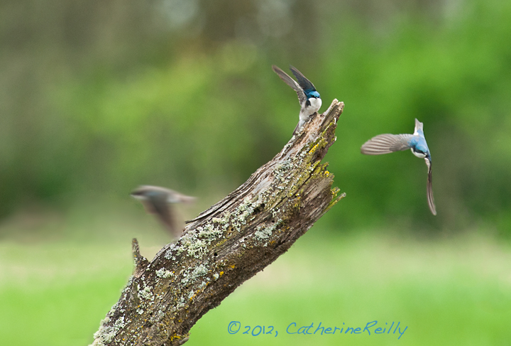 Tree Swallows Territory