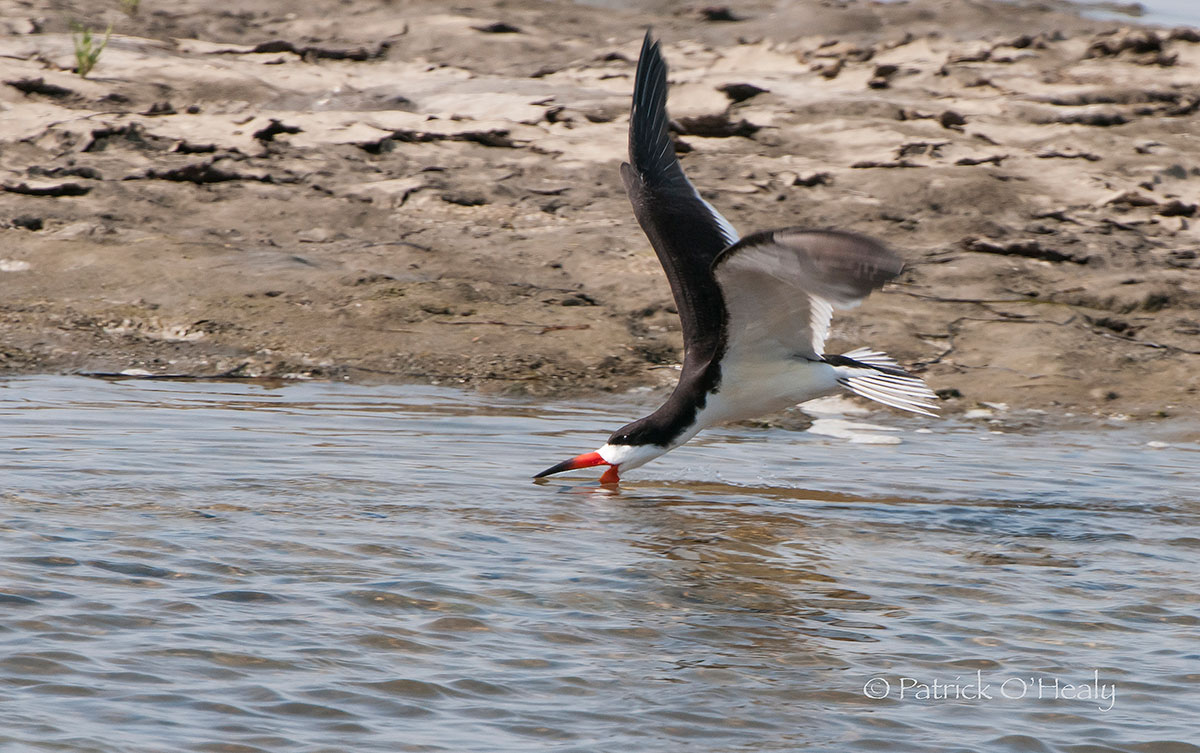 Bolsa Chica Skimmer