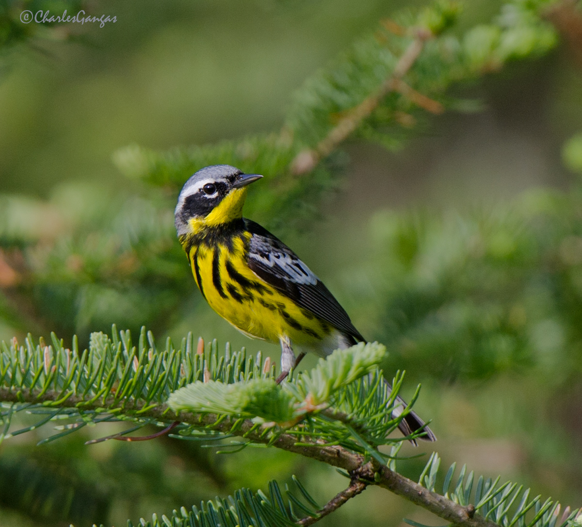 Magnolia Warbler