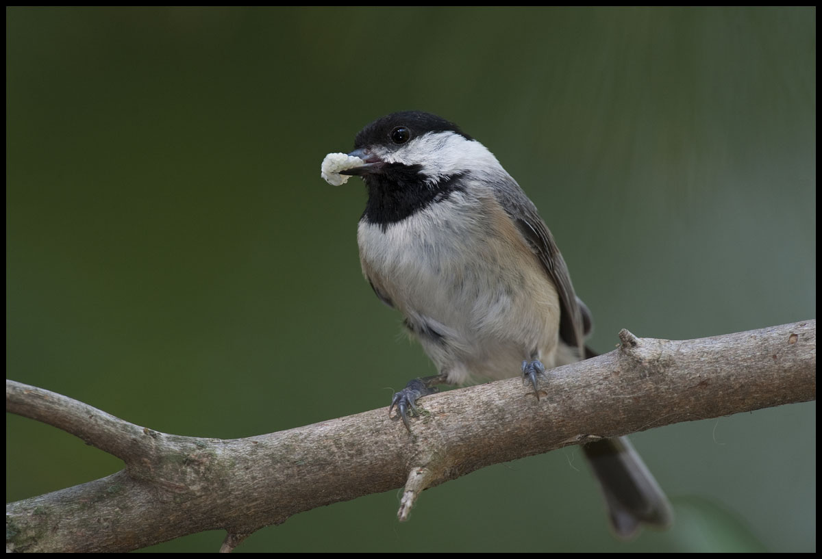Black-capped Chickadee