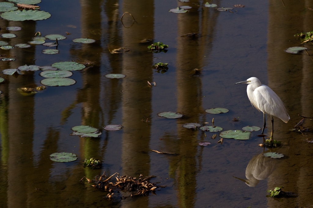Egret Scape