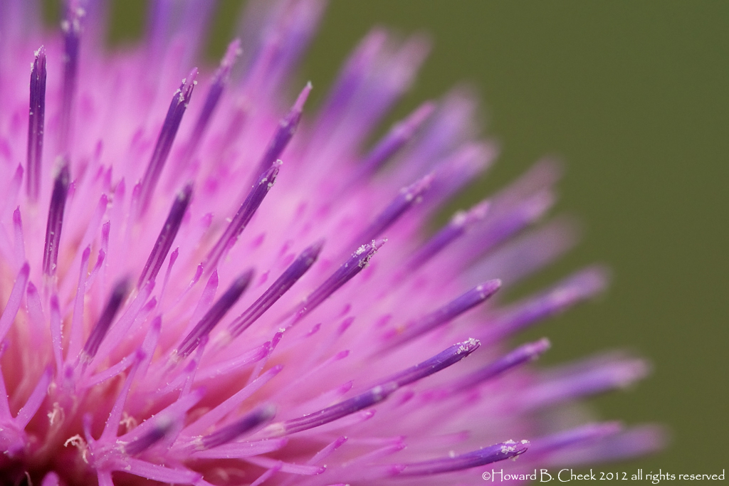 Essence of Thistle
