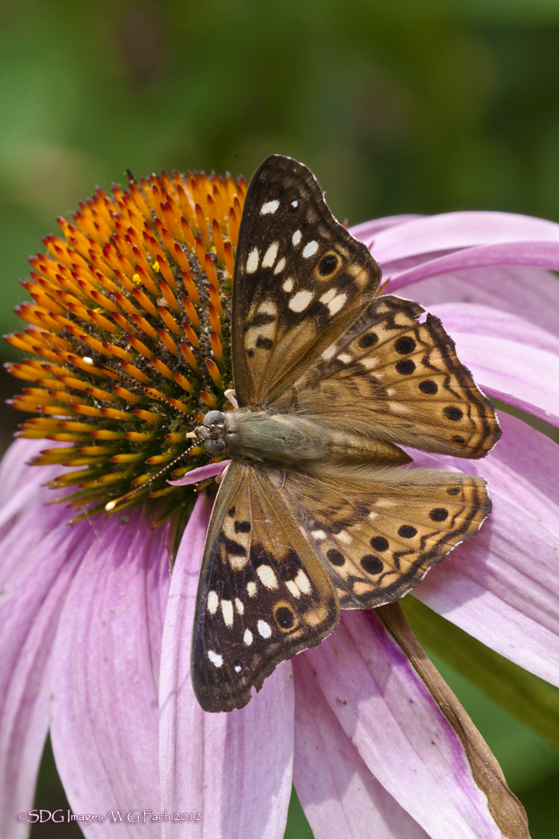 Tawny Emperor