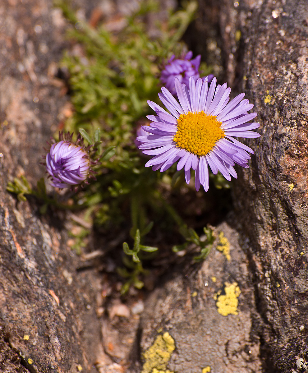 Flower and Rock