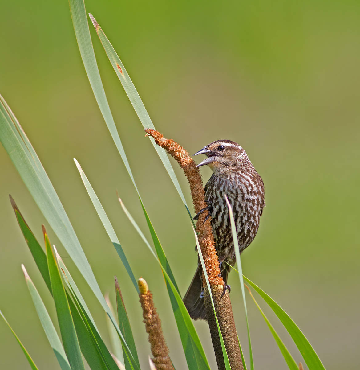 Red-Winged Blackbird