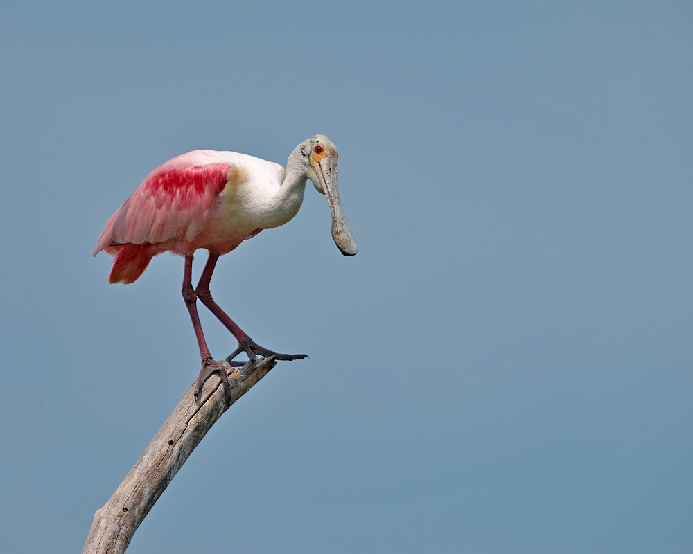 Spoonbill out on a Limb