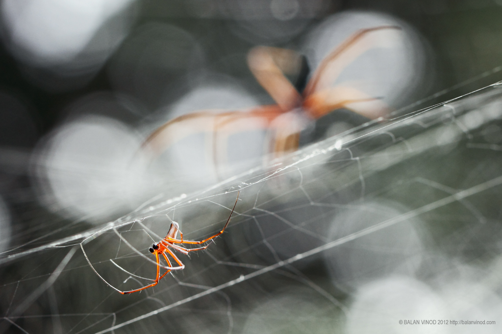 Spiders