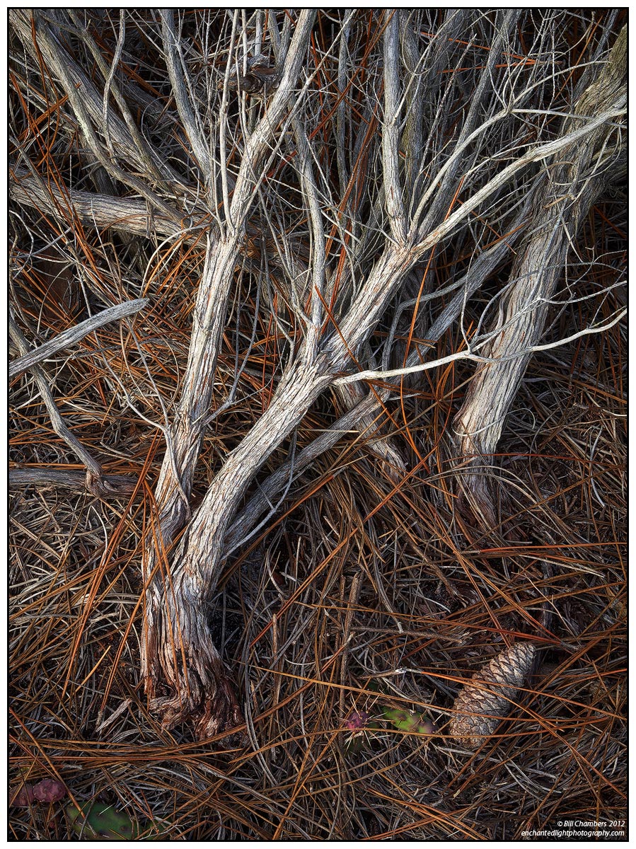 Twisted Branches