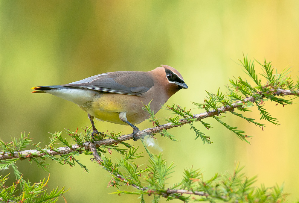 Cedar Waxwing