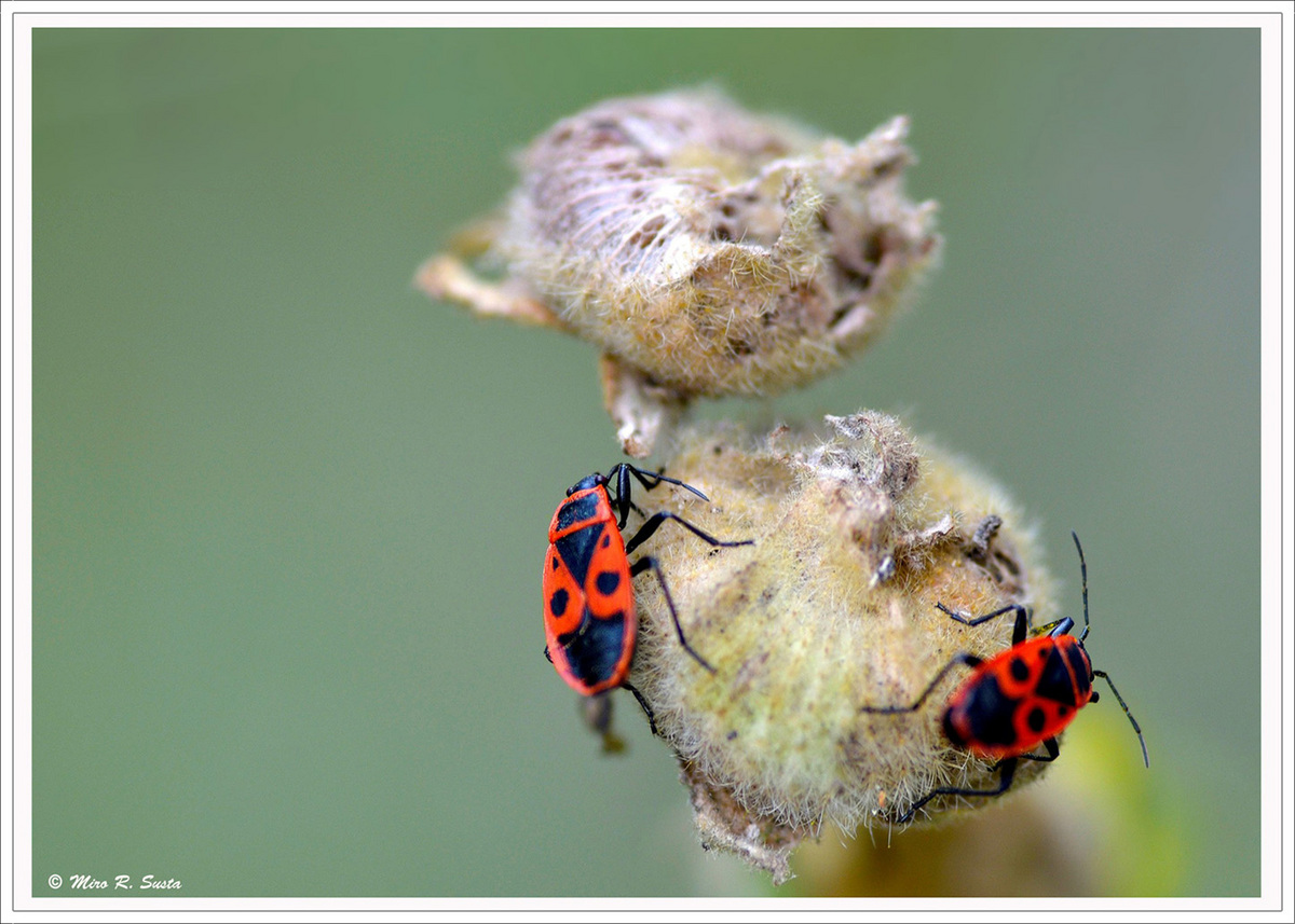 True Bugs