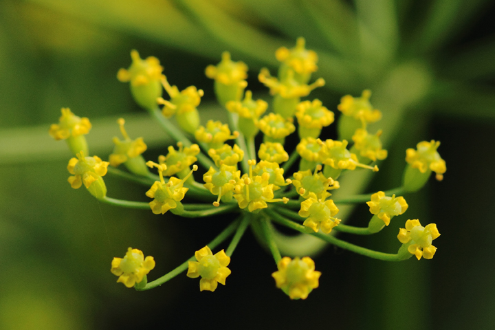 Wild Parsnip