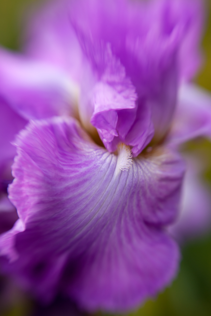 Sensuous Iris