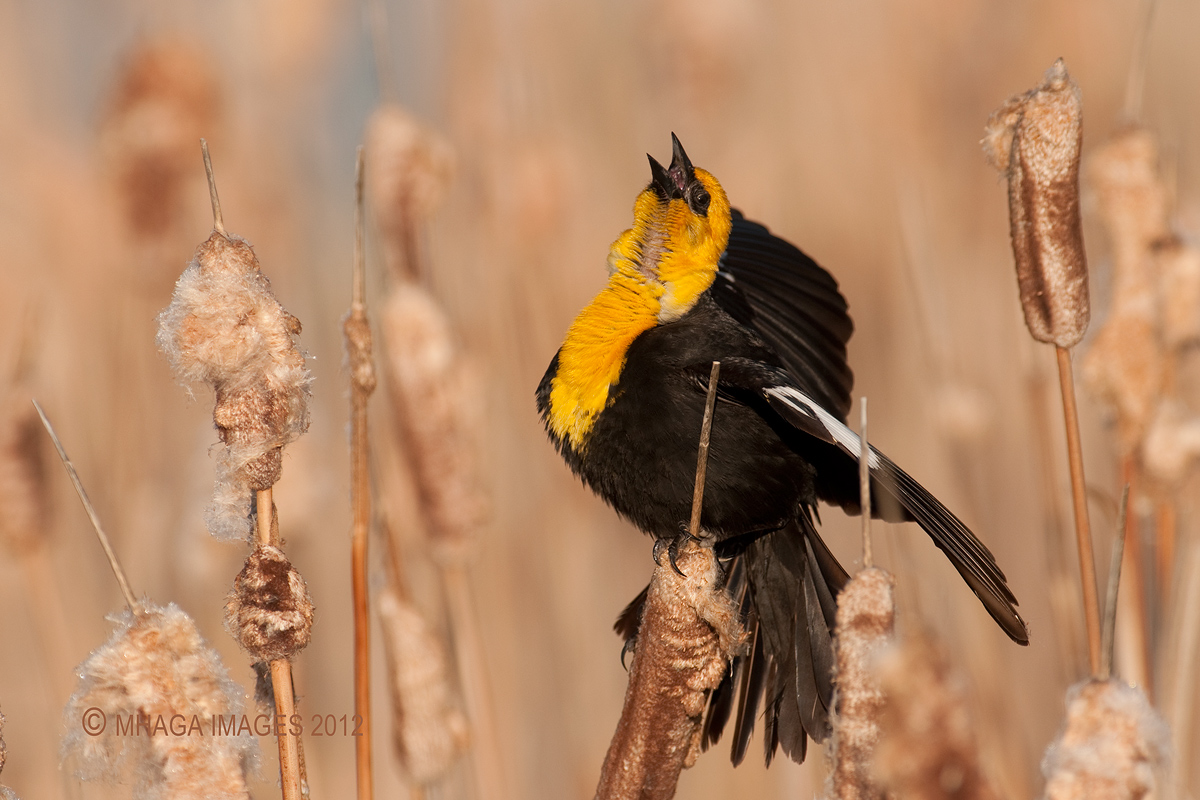 Yellow-headed Blackbird