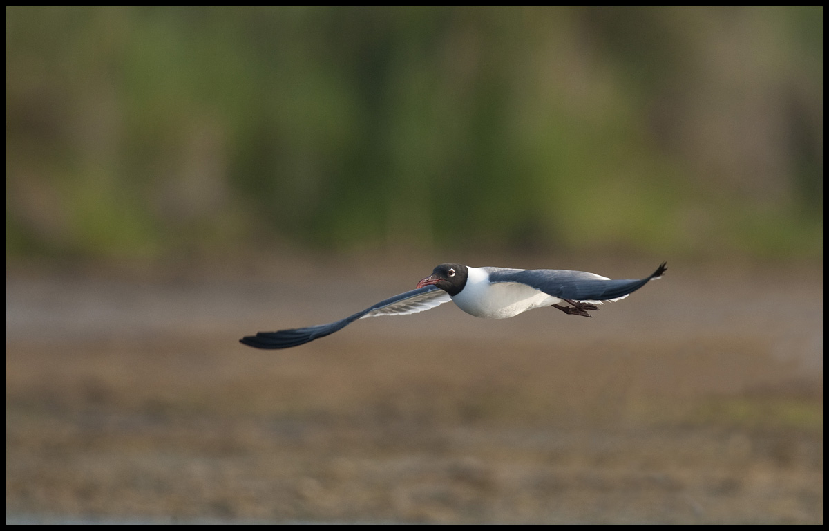 Laughing Gull
