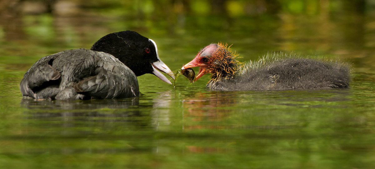 COOT FEEDING CHICK