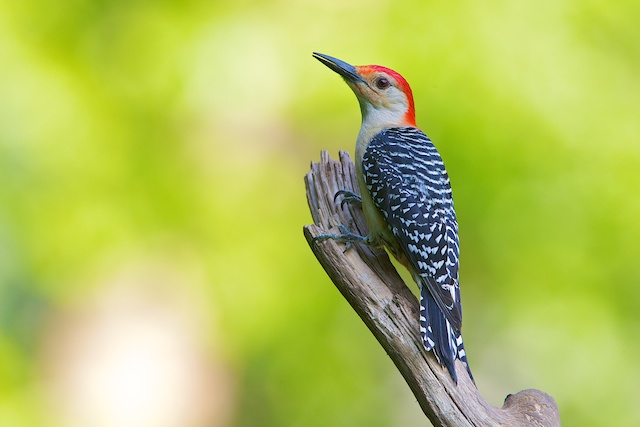 Red-bellied Woodpecker
