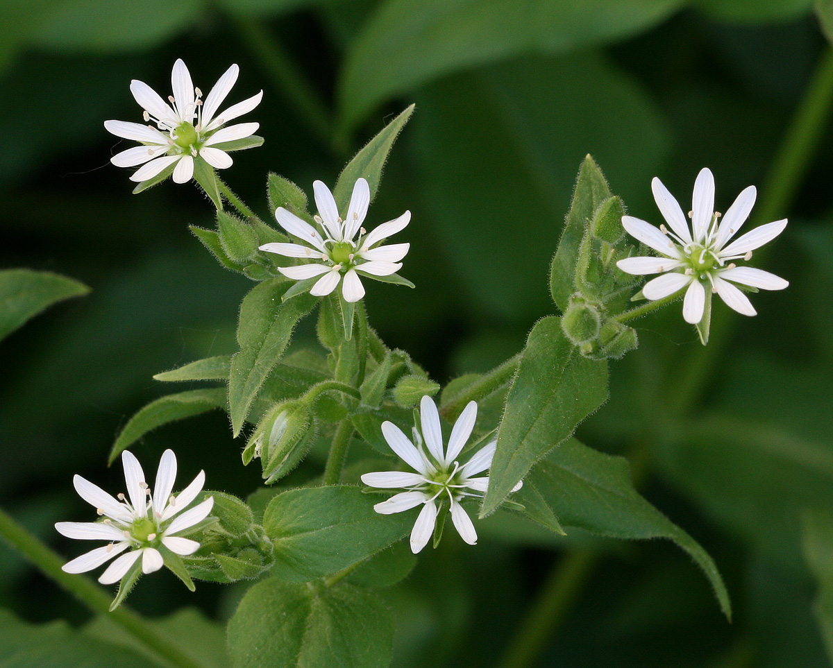 Very Small Flowers