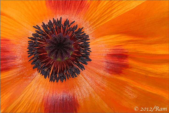 Poppy